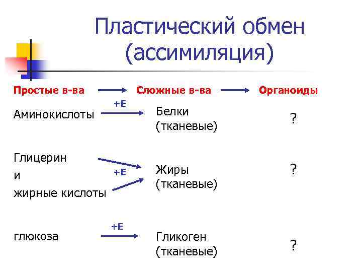 Пластический обмен рисунок