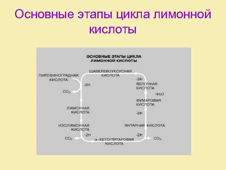 Основные этапы цикла лимонной кислоты 