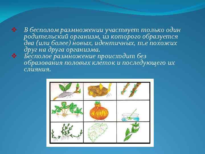 v v В бесполом размножении участвует только один родительский организм, из которого образуется два