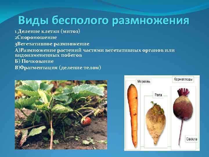 Виды бесполого размножения 1 Деление клетки (митоз) 2 Спороношение 3 Вегетативное размножение А)Размножение растений