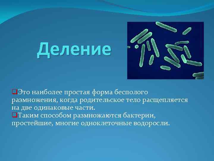 Деление q. Это наиболее простая форма бесполого размножения, когда родительское тело расщепляется на две