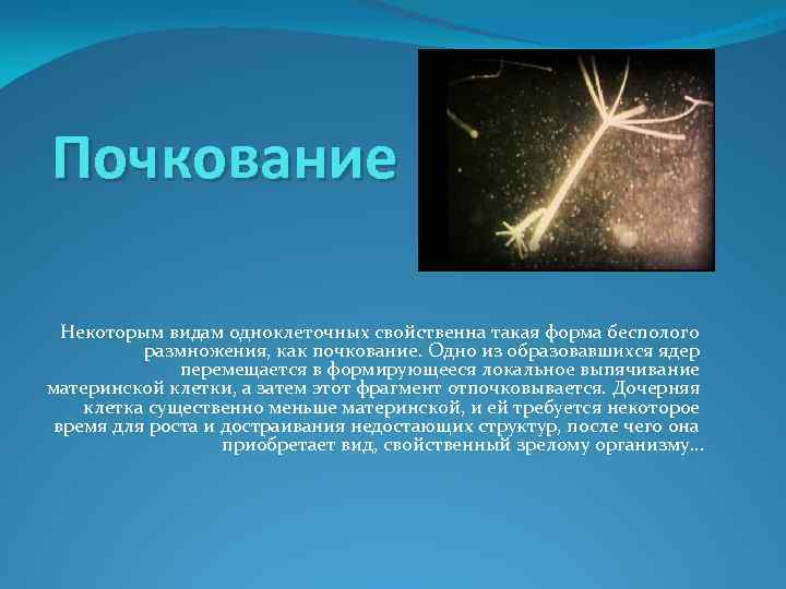 Почкование Некоторым видам одноклеточных свойственна такая форма бесполого размножения, как почкование. Одно из образовавшихся