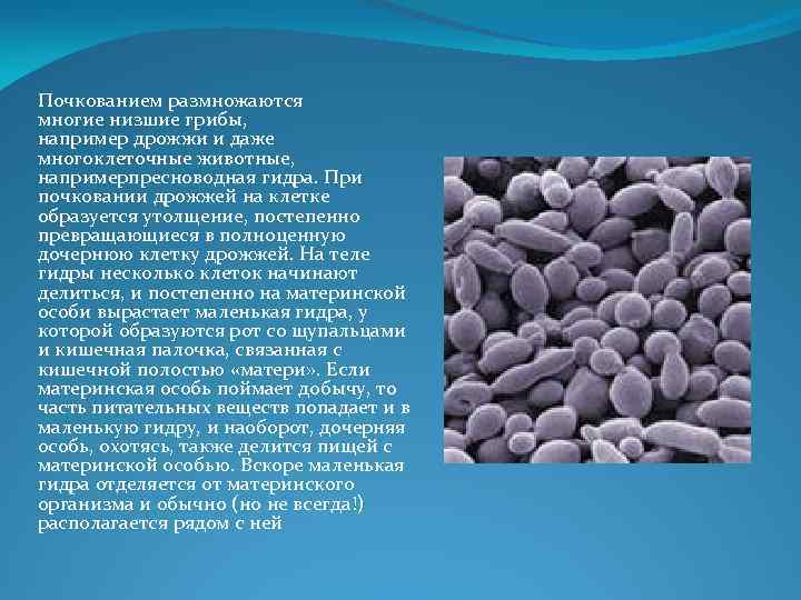 Почкованием размножаются многие низшие грибы, например дрожжи и даже многоклеточные животные, напримерпресноводная гидра. При