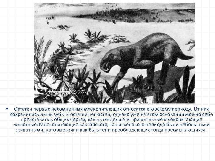  • Остатки первых несомненных млекопитающих относятся к юрскому периоду. От них сохранились лишь