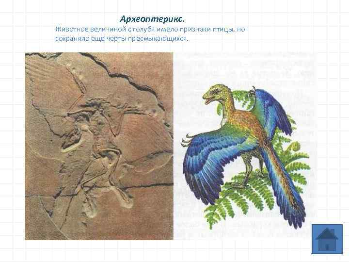 Археоптерикс. Животное величиной с голубя имело признаки птицы, но сохраняло еще черты пресмыкающихся. 