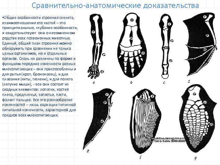Сравнительно-анатомические доказательства • Общие особенности строения скелета, взаимоотношения его частей – это принципиальные, глубокие