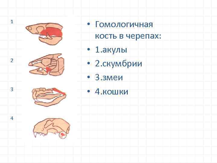 1 2 3 4 • Гомологичная кость в черепах: • 1. акулы • 2.