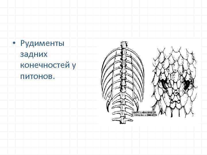  • Рудименты задних конечностей у питонов. 