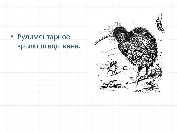  • Рудиментарное крыло птицы киви. 