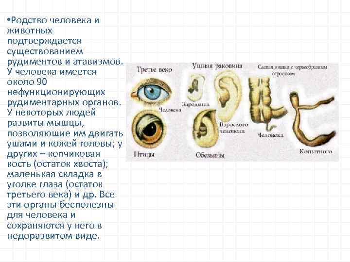  • Родство человека и животных подтверждается существованием рудиментов и атавизмов. У человека имеется
