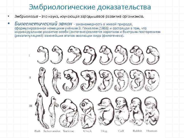 Эмбриологические доказательства • Эмбриология – это наука, изучающая зародышевое развитие организмов. • Биогенетический закон