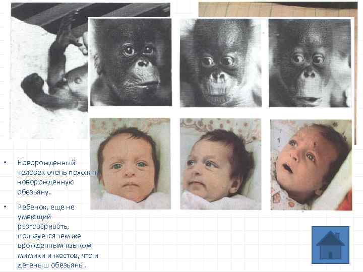  • Новорожденный человек очень похож на новорожденную обезьяну. • Ребенок, еще не умеющий