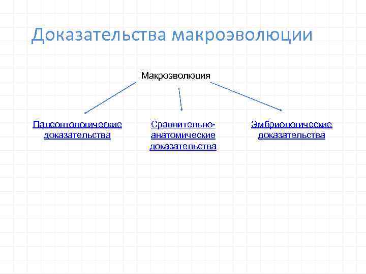 Доказательства макроэволюции Макроэволюция Палеонтологические доказательства Сравнительноанатомические доказательства Эмбриологические доказательства 