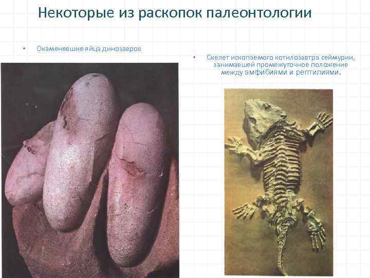 Некоторые из раскопок палеонтологии • Окаменевшие яйца динозавров • Скелет ископаемого котилозавтра сеймурии, занимавшей