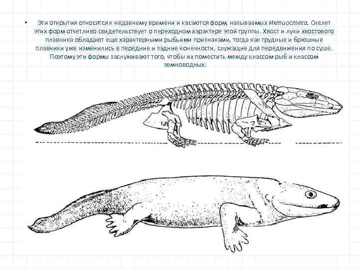  • Эти открытия относятся к недавнему времени и касаются форм, называемых Ихтиостега. Скелет