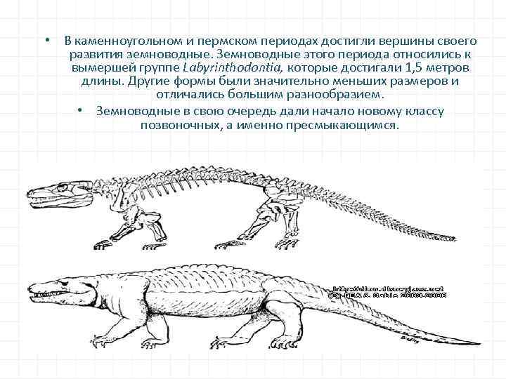  • В каменноугольном и пермском периодах достигли вершины своего развития земноводные. Земноводные этого