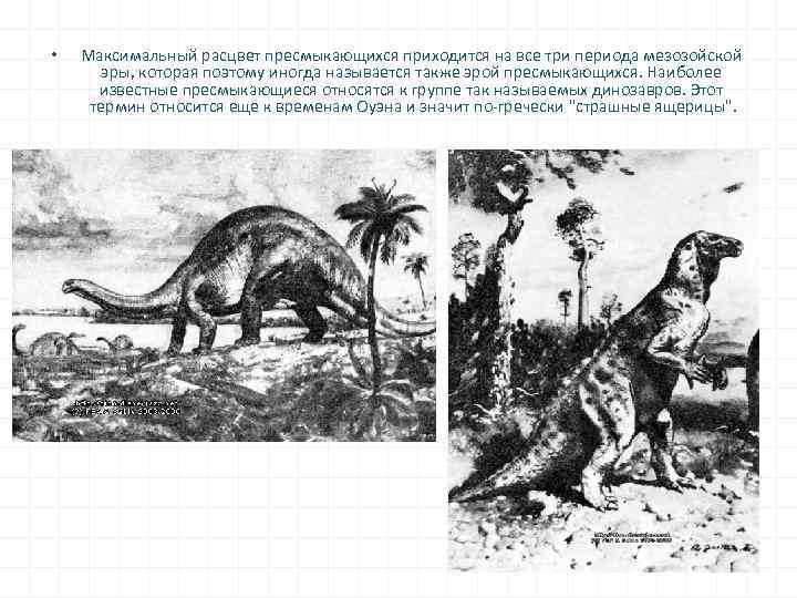 • Максимальный расцвет пресмыкающихся приходится на все три периода мезозойской эры, которая поэтому