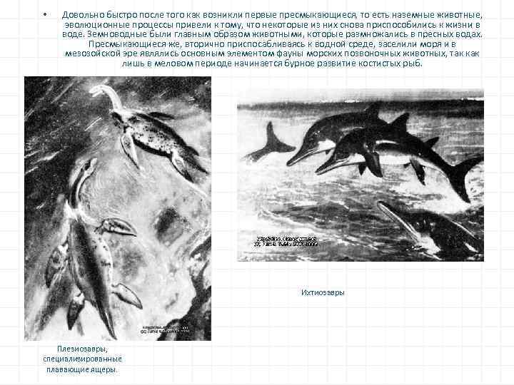  • Довольно быстро после того как возникли первые пресмыкающиеся, то есть наземные животные,