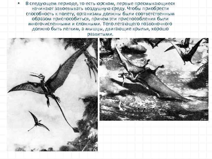  • В следующем периоде, то есть юрском, первые пресмыкающиеся начинают завоевывать воздушную среду.