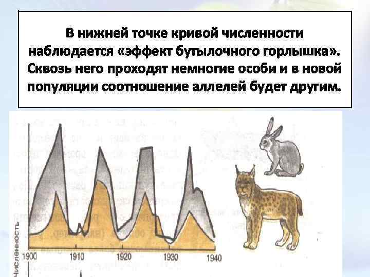 В нижней точке кривой численности наблюдается «эффект бутылочного горлышка» . Сквозь него проходят немногие