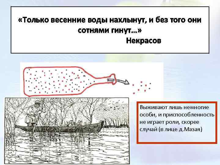  «Только весенние воды нахлынут, и без того они сотнями гинут…» Некрасов Выживают лишь