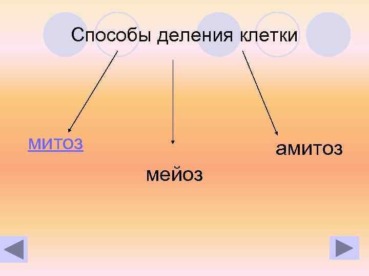 Способы деления клетки митоз амитоз мейоз 