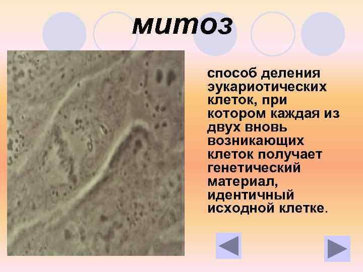 митоз способ деления эукариотических клеток, при котором каждая из двух вновь возникающих клеток получает