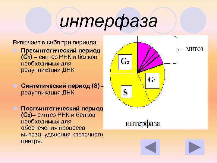 интерфаза Включает в себя три периода: l Пресинтетический период (G 1) – синтез РНК