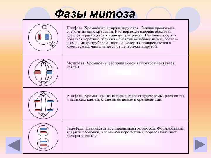 Фазы митоза 