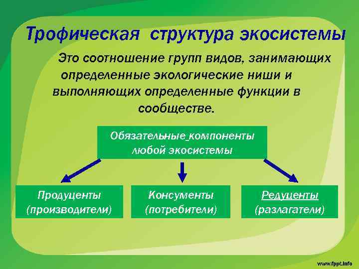 Презентация на тему структура экосистемы