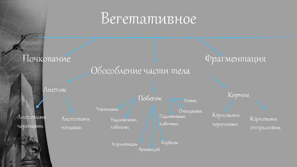 Вегетативное Почкование Обособление части тела Листом Побегом Черенками Листовыми черенками Листовыми почками Надземными побегами