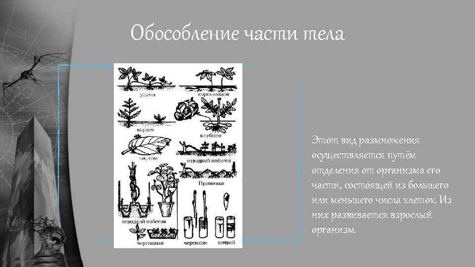 Обособление части тела Этот вид размножения осуществляется путём отделения от организма его части, состоящей