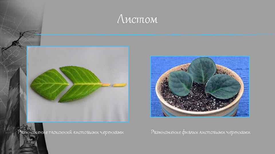 Листом Размножение глоксиний листовыми черенками Размножение фиалки листовыми черенками 