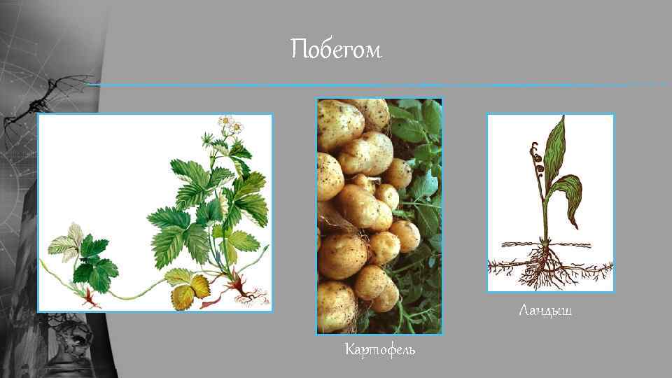 Побегом Ландыш Картофель 