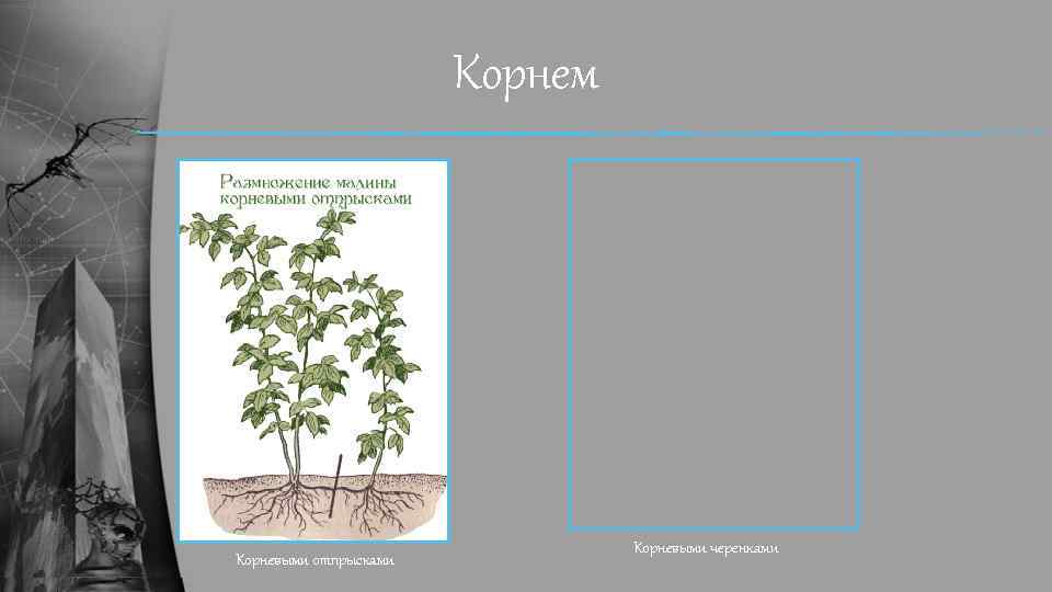 Корнем Корневыми отпрысками Корневыми черенками 