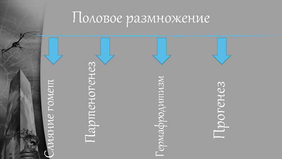 Прогенез Гермафродитизм Партеногенез Слияние гомет Половое размножение 