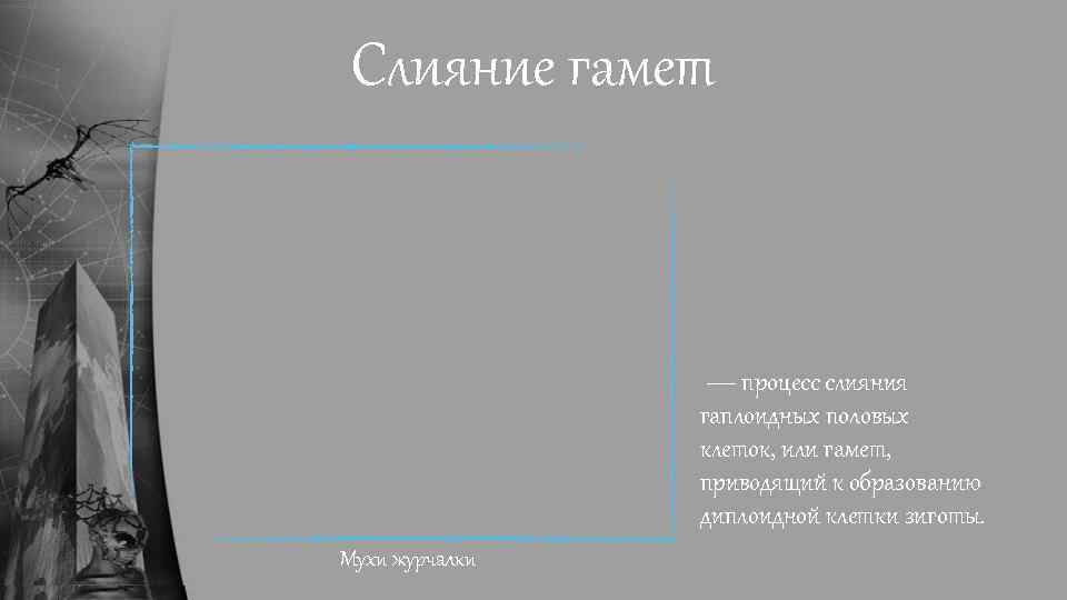 Слияние гамет — процесс слияния гаплоидных половых клеток, или гамет, приводящий к образованию диплоидной