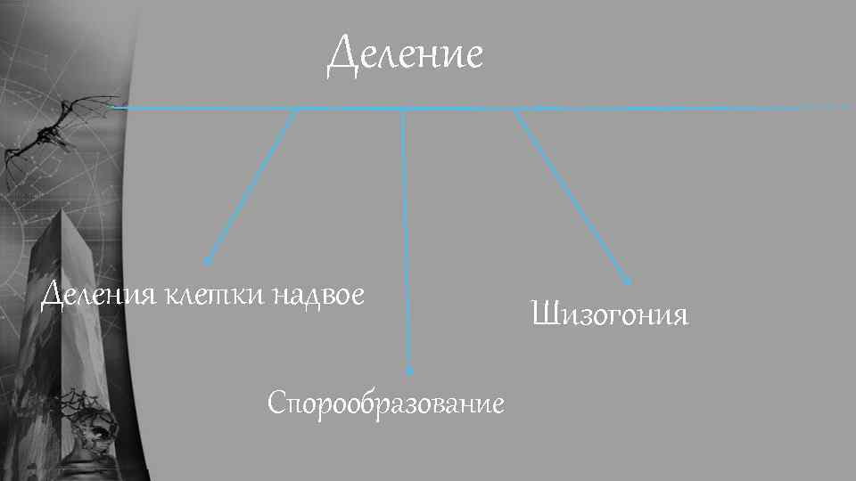 Деление Деления клетки надвое Спорообразование Шизогония 