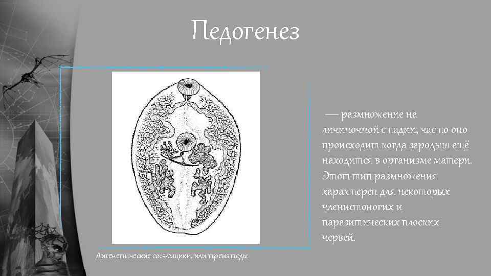 Педогенез — размножение на личиночной стадии, часто оно происходит когда зародыш ещё находится в