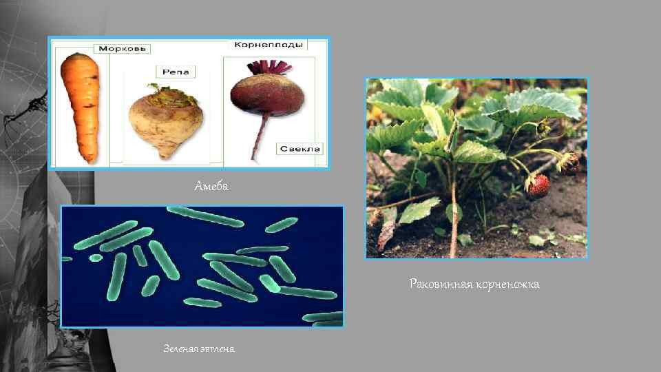 Амеба Раковинная корненожка Зеленая эвглена 