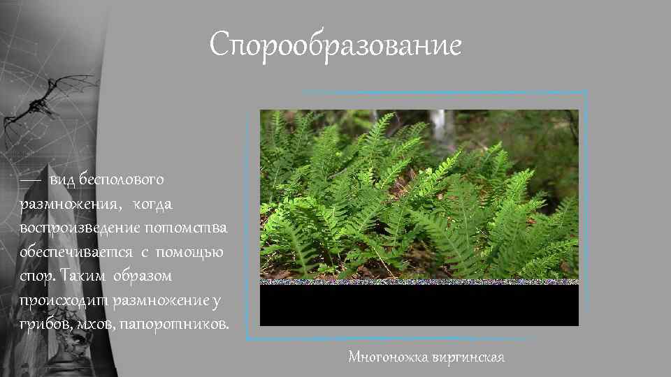 Спорообразование — вид бесполового размножения, когда воспроизведение потомства обеспечивается с помощью спор. Таким образом