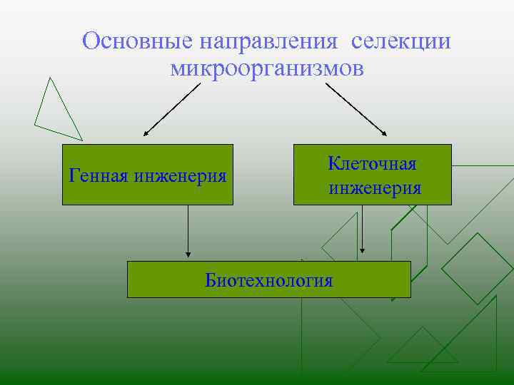 Основные направления селекции микроорганизмов Генная инженерия Клеточная инженерия Биотехнология 