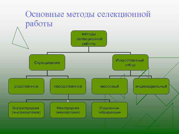 Основные методы селекционной работы Скрещивание Искусственный отбор родственное неродственное массовый Внутрипородное (внутрисортовое) Межпородное (межсортовое)