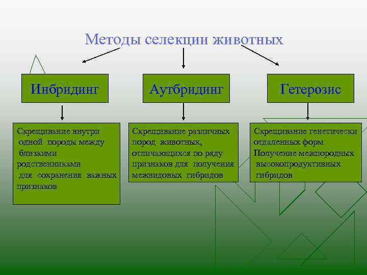 Методы селекции животных Инбридинг Скрещивание внутри одной породы между близкими родственниками для сохранения важных