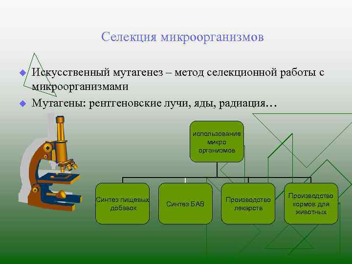 Селекция микроорганизмов u u Искусственный мутагенез – метод селекционной работы с микроорганизмами Мутагены: рентгеновские