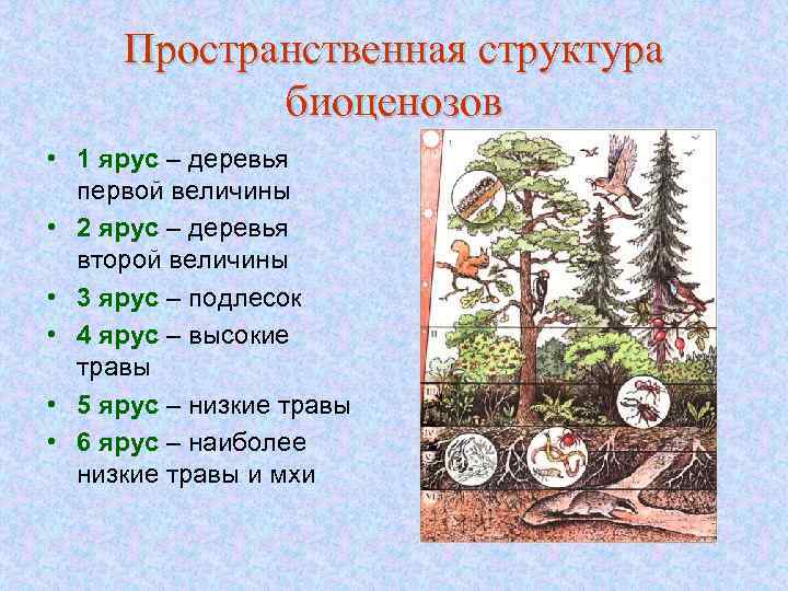 Пространственная структура биоценозов • 1 ярус – деревья первой величины • 2 ярус –