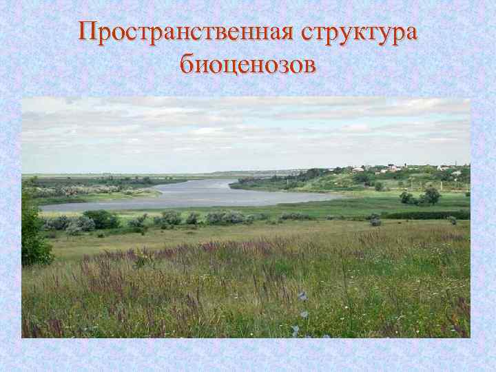 Пространственная структура биоценозов 