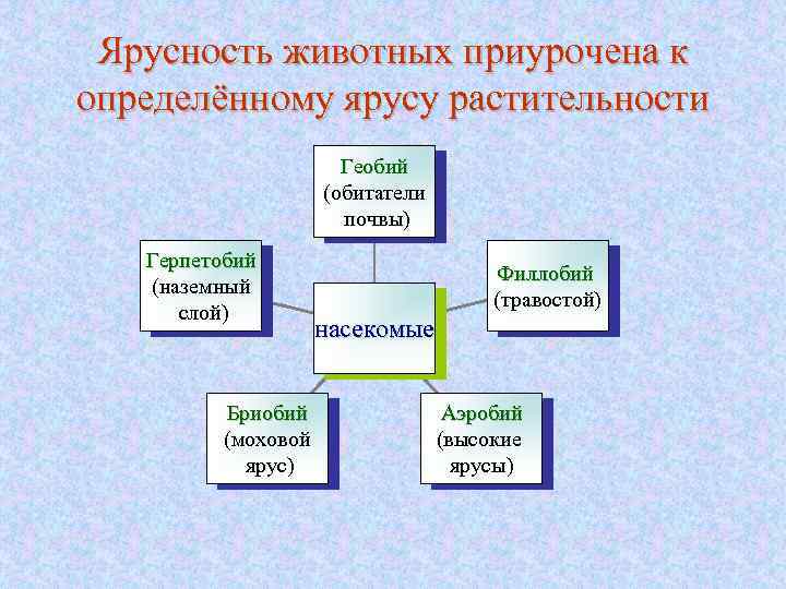 Ярусность животных приурочена к определённому ярусу растительности Геобий (обитатели почвы) Герпетобий (наземный слой) Бриобий