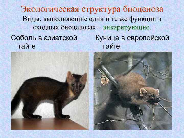 Экологическая структура биоценоза Виды, выполняющие одни и те же функции в сходных биоценозах –