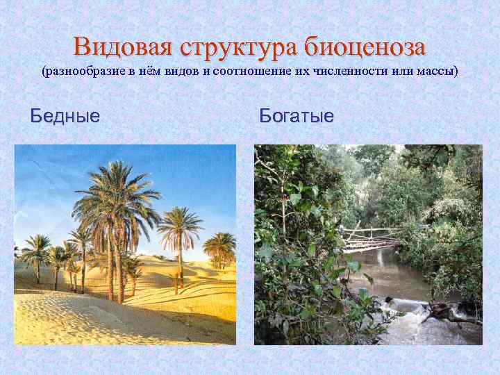 Видовая структура биоценоза (разнообразие в нём видов и соотношение их численности или массы) Бедные